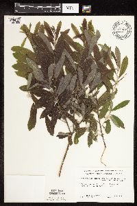 Salix humilis var. tristis image