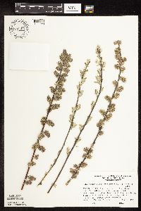 Salix humilis var. tristis image