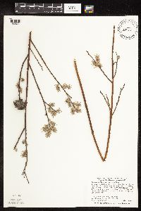 Salix humilis var. tristis image