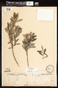 Salix humilis var. tristis image