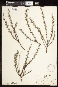 Salix humilis var. tristis image