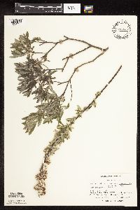 Salix humilis var. tristis image