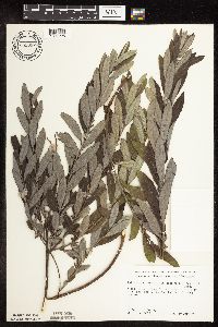 Salix humilis var. tristis image