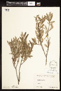 Salix humilis var. tristis image