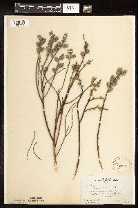 Salix humilis var. tristis image