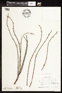 Salix humilis var. tristis image