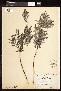Salix humilis var. tristis image