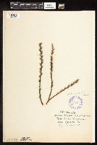 Salix humilis var. tristis image
