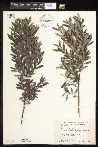 Salix humilis var. tristis image