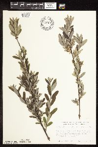 Salix humilis var. tristis image