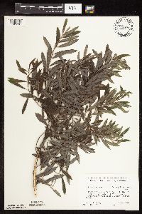 Salix humilis var. tristis image