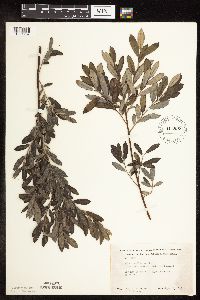 Salix humilis var. tristis image