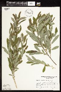 Salix humilis var. tristis image