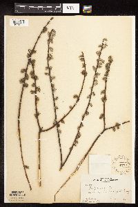 Salix humilis var. tristis image