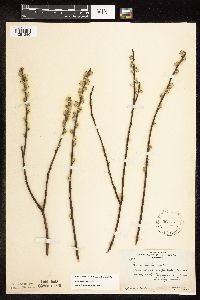 Salix humilis var. tristis image