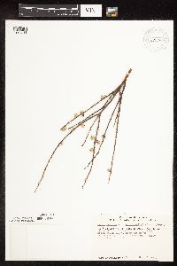 Salix humilis var. tristis image