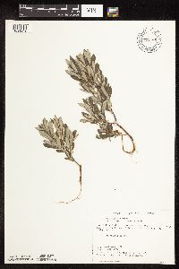 Salix humilis var. tristis image