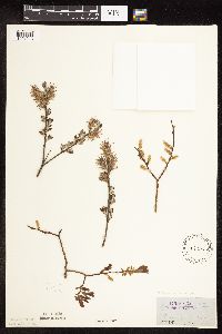 Salix humilis var. tristis image