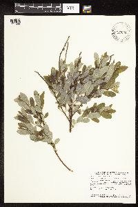 Salix humilis var. tristis image