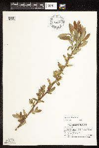 Salix pedicellaris image