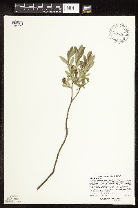 Salix pedicellaris image