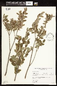 Salix pedicellaris image