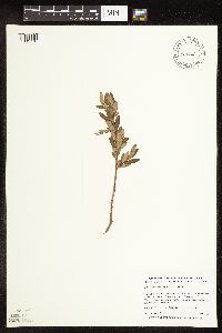 Salix pedicellaris image