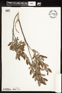 Salix pedicellaris image