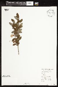 Salix pedicellaris image