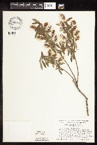 Salix pedicellaris image