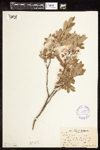 Salix pedicellaris image