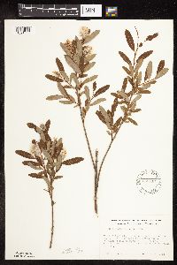 Salix pedicellaris image