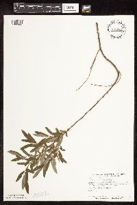 Salix pedicellaris image