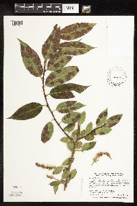 Salix pentandra image