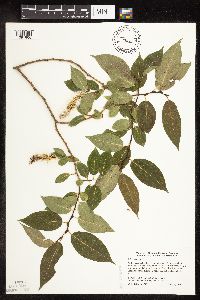 Salix pentandra image