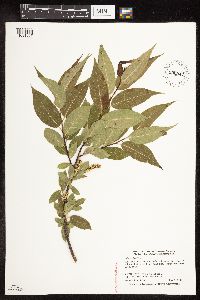 Salix pentandra image