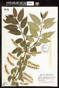 Salix pentandra image