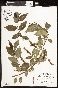 Salix pentandra image
