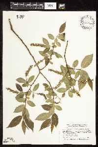 Salix pentandra image