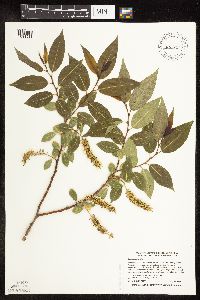 Salix pentandra image