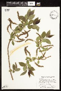 Salix pentandra image