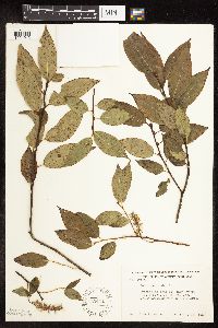 Salix pentandra image