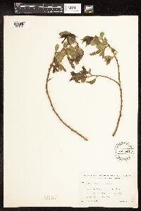 Salix pentandra image