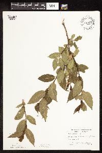 Salix pentandra image