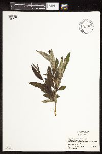 Salix pentandra image