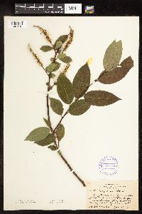 Salix pentandra image