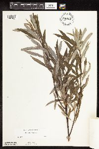 Salix petiolaris image