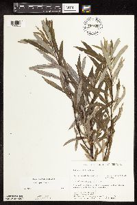 Salix petiolaris image
