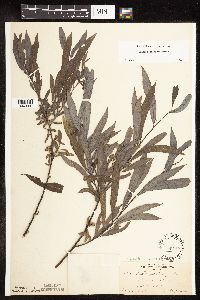 Salix petiolaris image