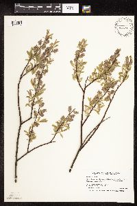 Salix petiolaris image